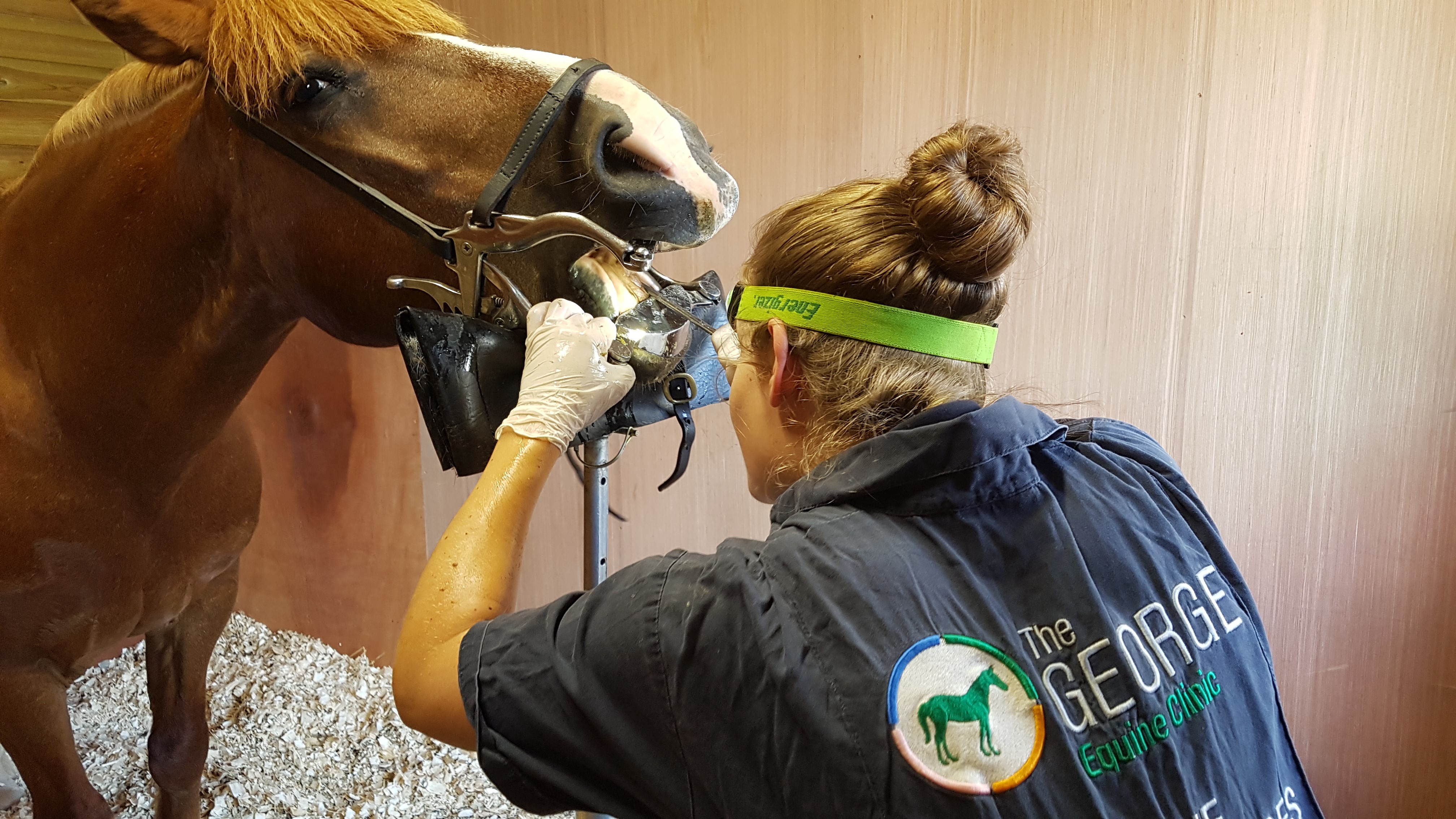 George Equine Clinic Dentistry